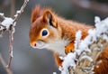 A close up of a Red Squirrel in Winter Royalty Free Stock Photo