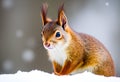 A close up of a Red Squirrel in Winter Royalty Free Stock Photo