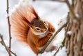 A close up of a Red Squirrel in Winter Royalty Free Stock Photo