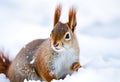 A close up of a Red Squirrel in Winter Royalty Free Stock Photo