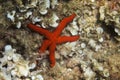 Red starfish Echinaster sepositus- underwater photography