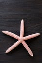 Close-up of red starfish Royalty Free Stock Photo