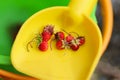 Close up wild red strawberries, Fragaria vesca, on a yellow spade Royalty Free Stock Photo