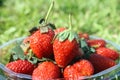 Close up red strawberry on green grass background Royalty Free Stock Photo