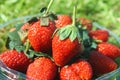 Close up red strawberry on green grass background Royalty Free Stock Photo