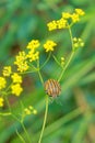 Red-striped stink bug Royalty Free Stock Photo