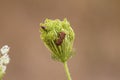 Closeup of red stripped bugs matting on wild carrot bud with blurred background Royalty Free Stock Photo