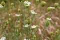 Closeup of red stripped bugs on wild carrot bud with selective focus on foreground Royalty Free Stock Photo