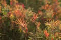 Close up of red succulent plants growing on the beachside. Royalty Free Stock Photo