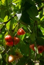 Red syzygium spp fruits on tree