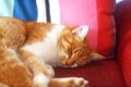 Red tabby cat sleeping on a sofa Royalty Free Stock Photo