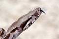 Close up of a red-tailed boa good constrictor Royalty Free Stock Photo