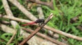 Close up of a red tailed dragonfly perch on a dry rubber stick