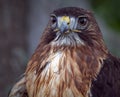Close up of red tailed hawk Royalty Free Stock Photo