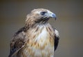 Close up of a red tailed hawk in profile Royalty Free Stock Photo