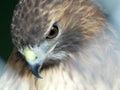 Close up of a Red Tailed Hawk`s Face, Eye and Beak