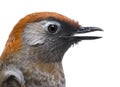 Close-up of a Red-tailed Laughingthrush, side view