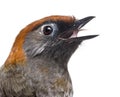 Close-up of a Red-tailed Laughingthrush tweeting