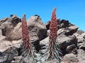 Close up of red Tenerife bugloss under blue sky. Endemic Flora and Vegetation in the Teide National Park. The big red flower, Royalty Free Stock Photo