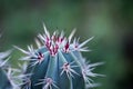 Close up of a red thorn of cactus Royalty Free Stock Photo