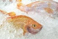 Close up a red Tilapia fish in a ice bucket Royalty Free Stock Photo