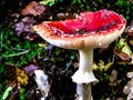 Close up of red toadstool, poisonous mushroom Royalty Free Stock Photo