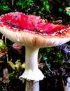 Close up of red toadstool, poisonous mushroom Royalty Free Stock Photo