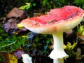 Close up of red toadstool, poisonous mushroom Royalty Free Stock Photo