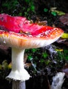 Close up of red toadstool, poisonous mushroom Royalty Free Stock Photo
