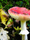 Close up of red toadstool, poisonous mushroom Royalty Free Stock Photo