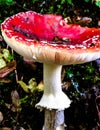 Close up of red toadstool, poisonous mushroom Royalty Free Stock Photo