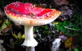 Close up of red toadstool, poisonous mushroom Royalty Free Stock Photo