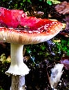 Close up of red toadstool, poisonous mushroom Royalty Free Stock Photo