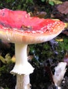 Close up of red toadstool, poisonous mushroom Royalty Free Stock Photo