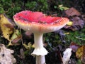 Close up of red toadstool, poisonous mushroom Royalty Free Stock Photo