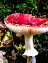 Close up of red toadstool, poisonous mushroom Royalty Free Stock Photo