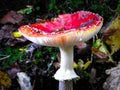 Close up of red toadstool, poisonous mushroom Royalty Free Stock Photo