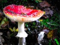 Close up of red toadstool, poisonous mushroom Royalty Free Stock Photo