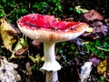 Close up of red toadstool, poisonous mushroom Royalty Free Stock Photo