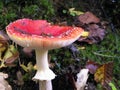 Close up of red toadstool, poisonous mushroom Royalty Free Stock Photo