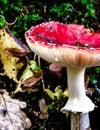 Close up of red toadstool, poisonous mushroom Royalty Free Stock Photo
