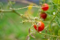 Close-up of red tomato on the farm. They have green leaves and small stem. This is organic vegetable which were planted on the Royalty Free Stock Photo