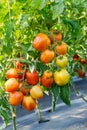 Close up red tomato on garden field Royalty Free Stock Photo