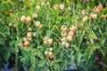 Close up red tomato on garden field Royalty Free Stock Photo