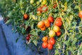 Close up red tomato on garden field Royalty Free Stock Photo
