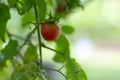 Close up red tomato on the plant.tomatoes tree