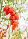 Close up red tomatoes growing in garden Royalty Free Stock Photo