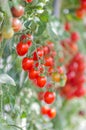 Close up red tomatoes growing in garden Royalty Free Stock Photo