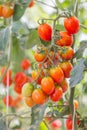 Close up red tomatoes growing in garden Royalty Free Stock Photo