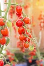 Close up red tomatoes growing in garden Royalty Free Stock Photo